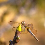 Do Insects Sleep?