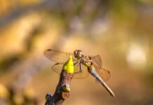 Do Insects Sleep?